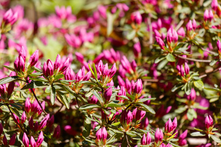 A bunch of pink flowers with green leaves. The flowers are in full bloom and are very prettyの写真素材