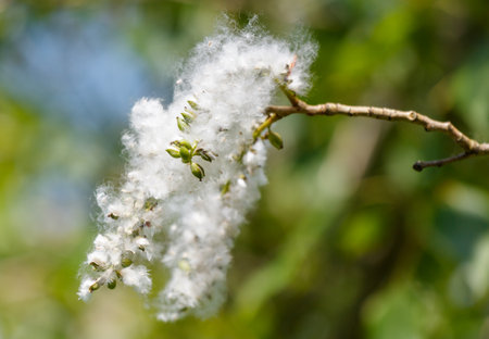 A branch with white flowers and seeds is shown. The branch is green and the flowers are small and white. The seeds are scattered throughout the branch, giving it a light and airy appearanceの写真素材