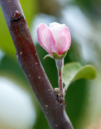 A pink flower is growing on a branch. The flower is small and delicate, with a stem that is brown and slightly fuzzy.の写真素材