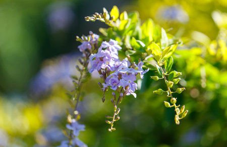 A bunch of purple flowers are on a green bush. The flowers are small and delicate, and they are arranged in a way that makes them look like they are dancing in the windの写真素材
