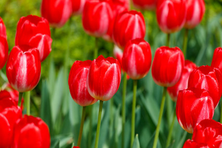 A bunch of red tulips are in a field. The flowers are in full bloom and are very brightの写真素材