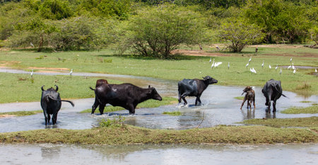 A herd of black cows are walking through a river. The cows are in the water and are walking through itの写真素材