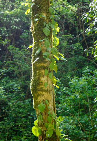 A tree with moss growing on it. The moss is green and the tree is tall. The tree is surrounded by green leaves and branchesの写真素材