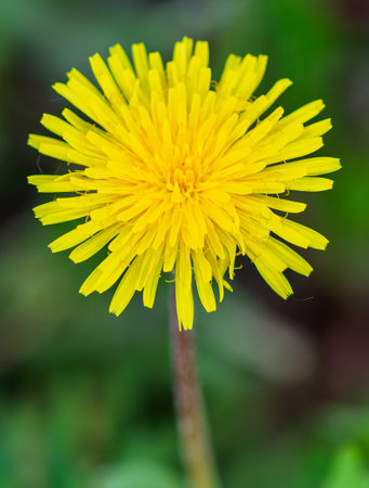 A yellow flower with a green stem. The flower is the main focus of the image. The yellow color of the flower is bright and cheerful, and it stands out against the green backgroundの写真素材