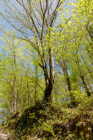 A tree with green leaves is in the middle of a forest. The sky is clear and blueの写真素材