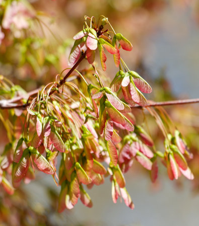 A tree with green leaves and red flowers.の写真素材