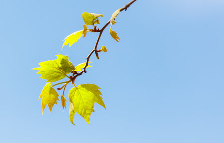 A leafy branch is hanging in a clear blue sky. The leaves are yellow and the sky is bright and clearの写真素材