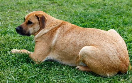 A brown dog is laying on the grass. The dog is relaxed and comfortable. The grass is green and lush, providing a soft surface for the dog to lay onの写真素材
