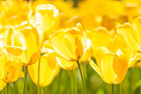A field of yellow flowers with a bright, sunny atmosphere. The flowers are in full bloom and are scattered throughout the fieldの写真素材