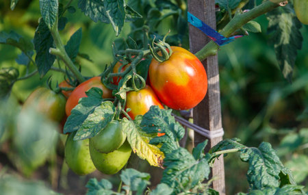 A bunch of tomatoes hanging from a wooden stake. The tomatoes are red and green. Concept of freshness and abundanceの写真素材