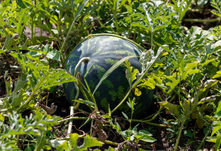 A watermelon is sitting in the grass. The watermelon is green and blackの写真素材