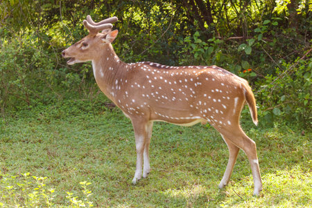 A deer with a white and brown coat stands in a grassy field. The deer has a white spot on its head and a white spot on its backの写真素材