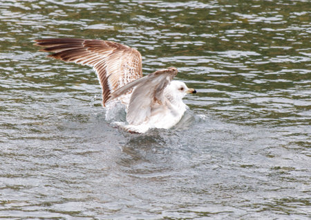 A seagull is flying over a body of water. The bird is in the water, splashing around and enjoying itself. The scene is peaceful and serene, with the bird's wingspan visible in the airの写真素材