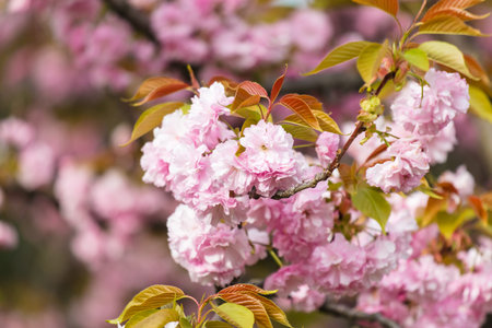 A tree with pink flowers is in full bloom. The flowers are small and pink, and they are scattered throughout the tree. The tree is surrounded by green leavesの写真素材
