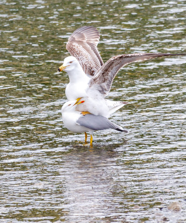 Two seagulls are standing on top of each other in the water. The scene is peaceful and calm, with the birds enjoying each other's companyの写真素材