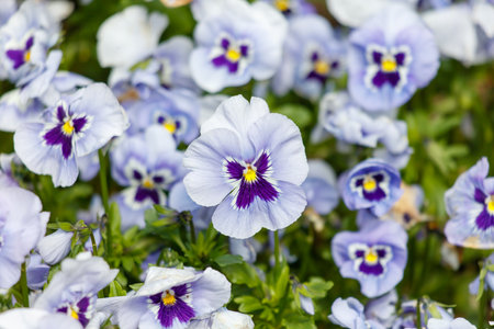 A bunch of blue and purple flowers with yellow centers. The flowers are in a field and are in full bloomの写真素材