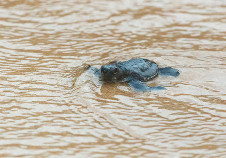 A turtle hatched from an egg crawls along the sand towards the ocean.の写真素材