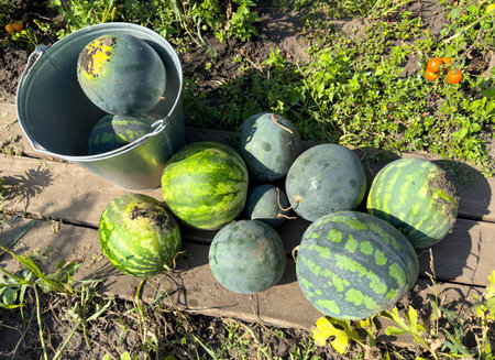 A bucket full of watermelon sits on a wooden table. There are many watermelons on the table, some of which are green and some are red. The scene is peaceful and invitingの写真素材