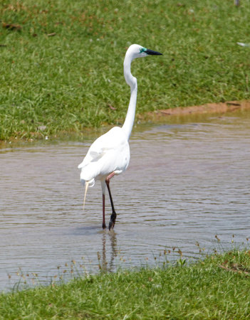 A white bird is standing in a body of water. The bird is tall and has a long neck. The water is calm and clear, and the bird is the only one in the sceneの写真素材