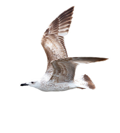 Seagull bird in flight isolated on white background.の写真素材