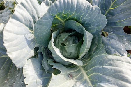 A close up of a head of cabbage. The cabbage is green and has a few brown spotsの写真素材