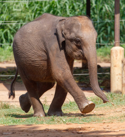 A baby elephant is walking in a field. The elephant is small.の写真素材