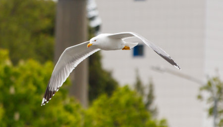 A seagull is flying in the sky above a building. The bird is white and has a yellow beak. The sky is cloudy and the bird is soaring high above the treesの写真素材