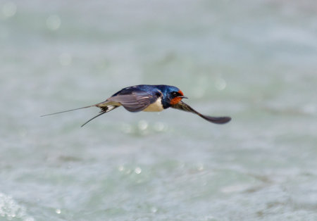 A swallow bird flies over the water. The bird is small and has a black tail. The water is calm and clean.の写真素材
