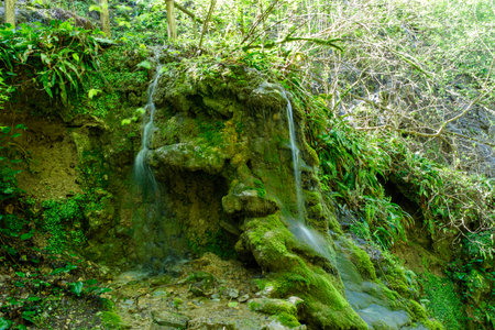 A mossy rock with a small stream of water flowing out of it. The rock is surrounded by green plants and treesの写真素材