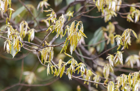 The tree has leaves that are yellow and brown. The tree is bareの写真素材