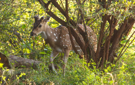 A deer is walking through a forest. The deer is brown and white with black spots. The forest is lush and green, with many trees and bushesの写真素材