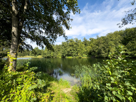 A serene lake surrounded by trees and grass. The water is calm and the sky is clearの写真素材