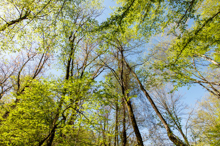 A lush green forest with tall trees and a clear blue sky. The trees are full of leaves and the sky is bright and sunny. The forest is a peaceful and serene placeの写真素材
