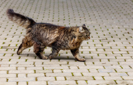 A cat is walking on a brick sidewalk. The cat is wet and has a long tailの写真素材