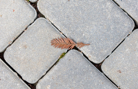 A leaf is laying on a brick sidewalk. The leaf is brown and has a thin stem. The sidewalk is made of gray bricksの写真素材