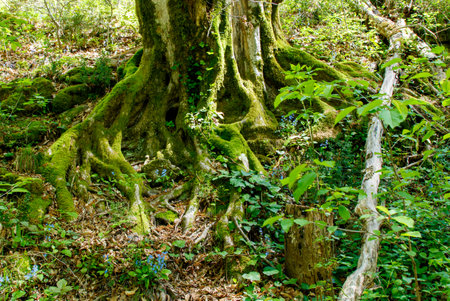 A large tree root is covered in moss and surrounded by green leaves. Concept of natural beauty and tranquility, as the moss-covered root and lush foliage create a serene and peaceful atmosphereの写真素材