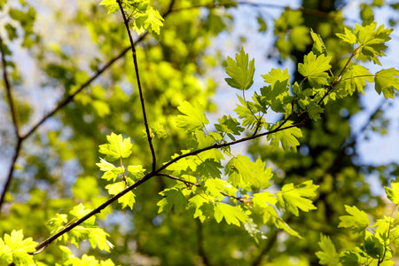 A tree with green leaves is in the foreground. The leaves are bright and shiny, and the sunlight is shining on them. The tree is surrounded by other trees, and the sky is clear and blueの写真素材