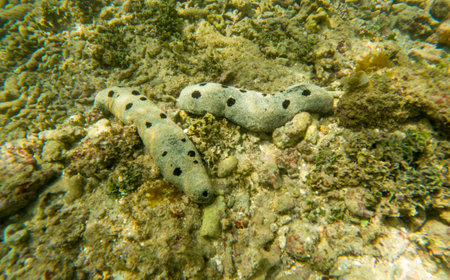 Two large sea creatures with many dots on their bodies are on the ocean floor. The creatures are surrounded by rocks and seaweedの写真素材