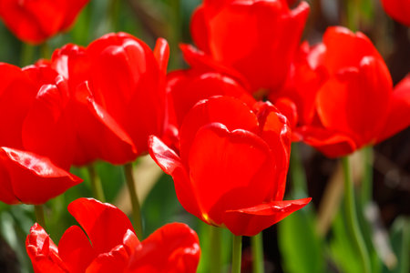 A bunch of red flowers with a heart shape in the center. The flowers are in a field and are surrounded by green grassの写真素材