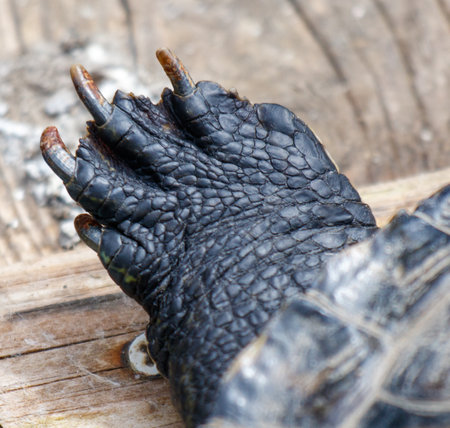 A turtle's foot with claws is shown on a wooden surface. The claws are black and appear to be worn down. Concept of fatigue and exhaustion, as if the turtle has been walking for a long timeの写真素材