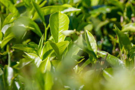 Close-up of bright green colored green Ceylon tea leaves. The leaves are full and healthy, and the plant is thriving.の写真素材