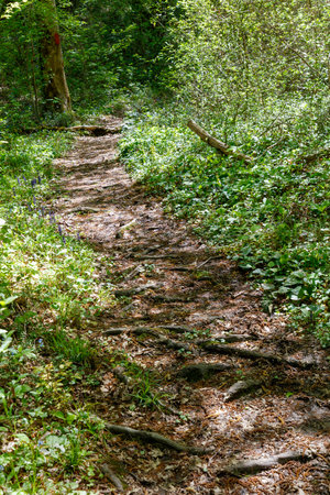 A path through a forest with a red and white sign. The path is covered in leaves and has a lot of rootsの写真素材
