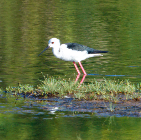 A bird is standing on a rock in a body of water. The bird is white and blackの写真素材
