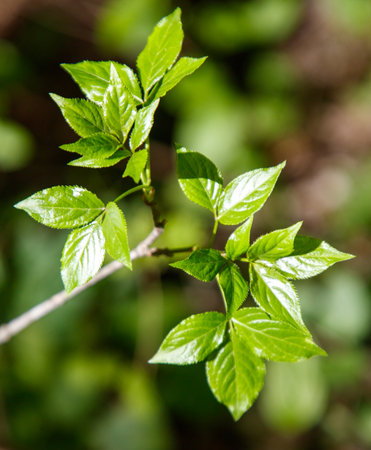 A leafy green branch with a few leaves on it. The branch is thin and delicateの写真素材