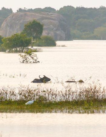 A herd of cows are swimming in a lake. The water is murky and the cows are surrounded by tall grassの写真素材