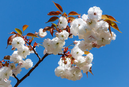 A tree with white flowers is in full bloom. The flowers are arranged in a way that they are evenly spaced out along the branch. The sky is clear and blue, providing a beautiful backdrop for the treeの写真素材