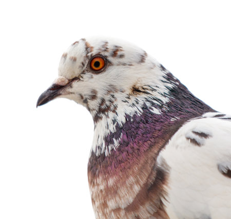 A white and brown bird with a red eye. The bird is perched on a white background. The bird's head is tilted to the side, and its beak is visible. The bird's feathers are spread outの写真素材