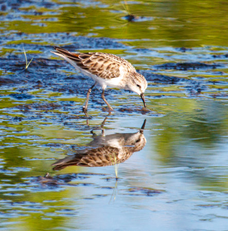 A bird is standing in a body of water, looking down at the water. The water is calm and clear, and the bird is the only one in the sceneの写真素材