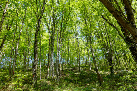A lush green forest with a clear blue sky above it. The trees are tall and leafy, creating a serene and peaceful atmosphere. The sunlight filters through the leaves. The air is freshの写真素材