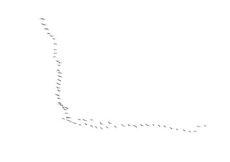 A flock of birds is flying in a line across a white background. The birds are scattered in different positions, some closer to the left side of the image and others towards the rightの写真素材
